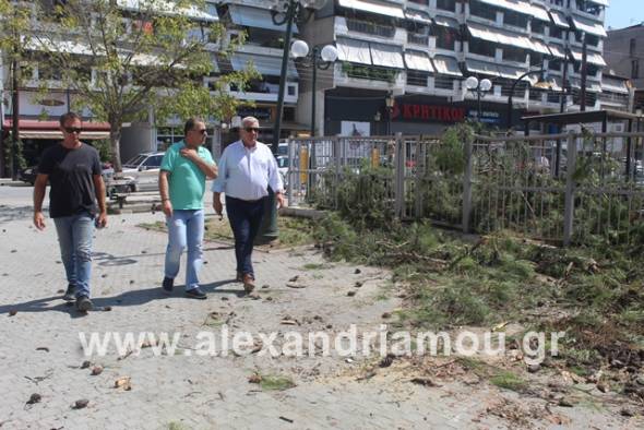 Στοχευμένα συνεχίζει ο δήμος Αλεξάνδρειας την κοπή των επικίνδυνων δέντρων