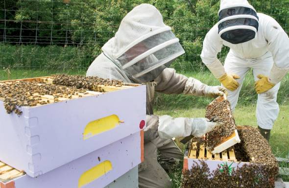 Π.Ε Ημαθίας: Συμμετοχή στο πρόγραμμα βελτίωσης των συνθηκών παραγωγής και εμπορίας των προϊόντων μελισσοκομίας για το έτος 2020