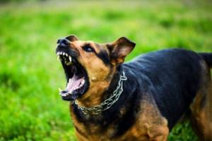 Έβαλαν τα σκυλιά τους να επιτεθούν σε αστυνομικούς στον Σχοινά Ημαθίας
