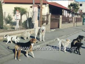 Σε μήνυση κατά αγνώστων προχωρά ο Δήμος Νάουσας για περιστατικά θανάτωσης αδέσποτων ζώων