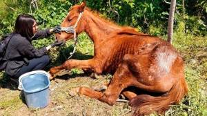 Ιδιοκτήτης αλόγου καταδικάστηκε για κακοποίηση του ζώου στη Βέροια