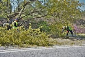 Κυκλοφοριακές ρυθμίσεις για την κοπή δέντρων στην Π.Ε.Ο. Αλεξάνδρειας-Κατερίνης στο τμήμα Νησελίου-Κυψέλης