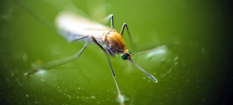 Π.Ε. Ημαθίας: Μέτρα προστασίας από τα κουνούπια