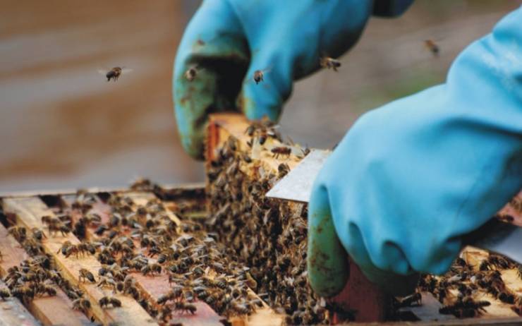 Π.Ε. Ημαθίας: Μέχρι τις 21 Ιανουαρίου 2019 οι αιτήσεις για αντικατάσταση κυψελών και στήριξης της νομαδικής μελισσοκομίας