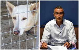 Πρόεδρος Φιλοζωικής Αλεξάνδρειας, Θ. Σιδηρόπουλος: Μέσα από το κυνοκομείο &quot;χάθηκαν&quot; σκυλιά...είμαστε εξοργισμένοι