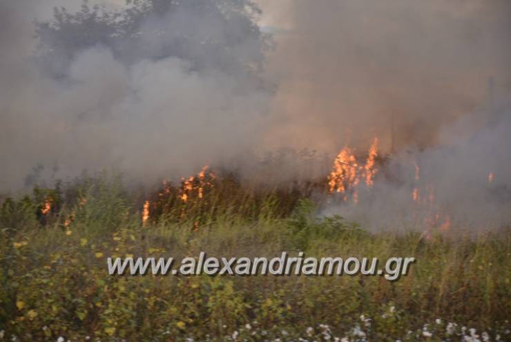 Φωτιά σε χορτολιβαδική έκταση στην αγροτική περιοχή Λιανοβεργίου