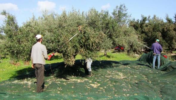 Ανοιχτή πρόσκληση της Περιφερειακής Ενότητας Χαλκιδικής για εργάτες γης στην συγκομιδή της επιτραπέζιας ελιάς