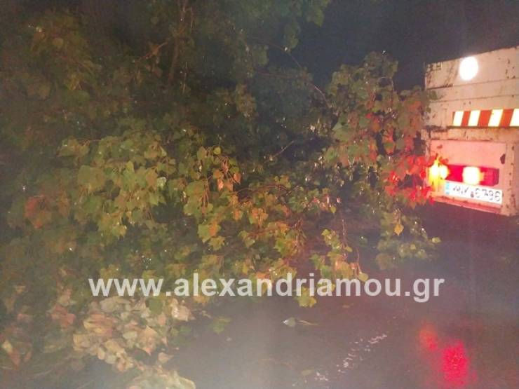 Αναστάτωση από πτώσεις δέντρων σε όλο το οδικό δίκτυο του Δήμου Αλεξάνδρειας