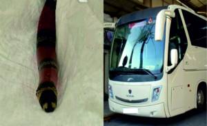 Πανικός από φίδι μέσα σε λεωφορείο του ΚΤΕΛ: Το είχε ξεχάσει επιβάτιδα μέσα στο λεωφορείο