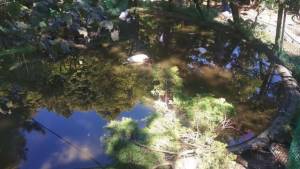 Νεκρές 30 πάπιες στο πάρκο της Νάουσας - Δείτε το βίντεο