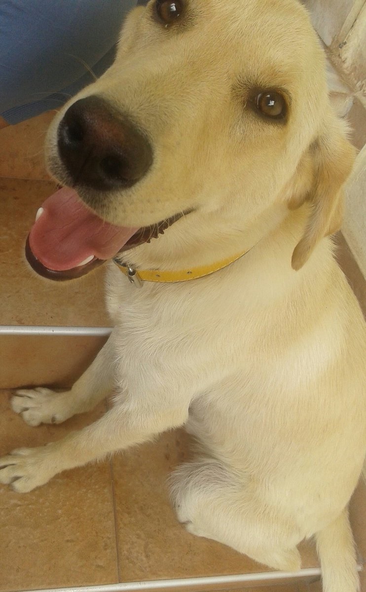 labrador