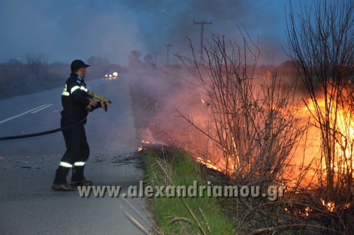 alexandriamou_fotia_platanos005