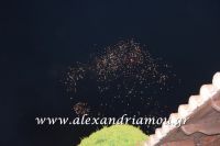 alexandriamou_anastash20160111