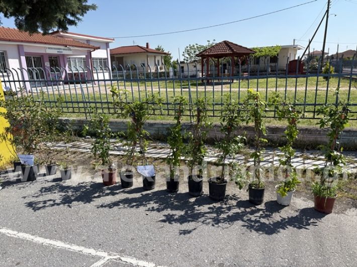 alexandriamou.gr_anthoekthesi_nisi3.5.25010