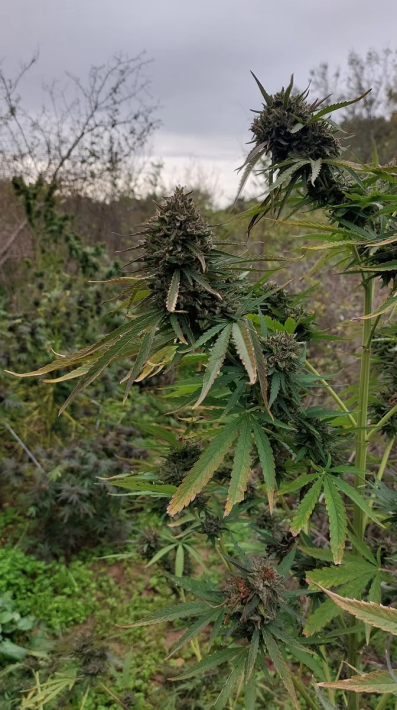 canabis2