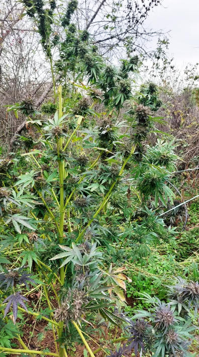 canabis3