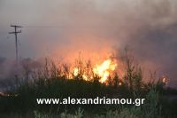 alexandriamou_trikala_foto0004