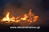 alexandriamou_trikala_foto0012