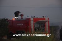 alexandriamou_trikala_foto0014