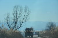 alexandriamou_fotia_ag.kyriaki_egnatia054