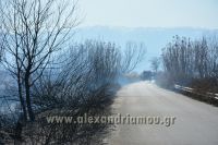 alexandriamou_fotia_ag.kyriaki_egnatia074