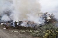 alexandriamou_fotia_sma0027