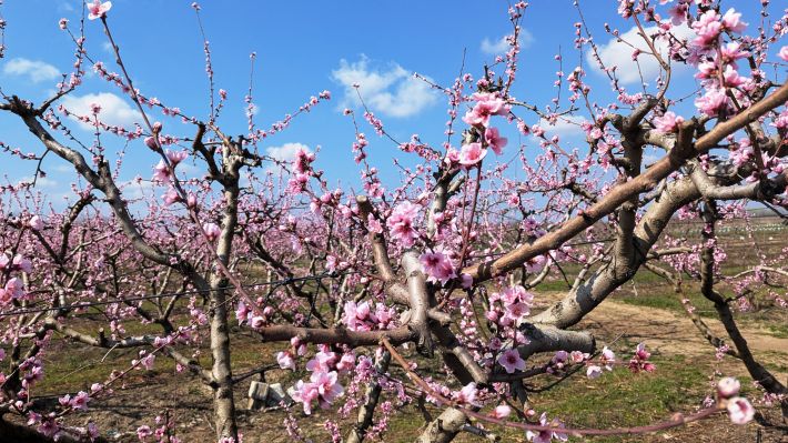 PXL_20260315_103554057.MP