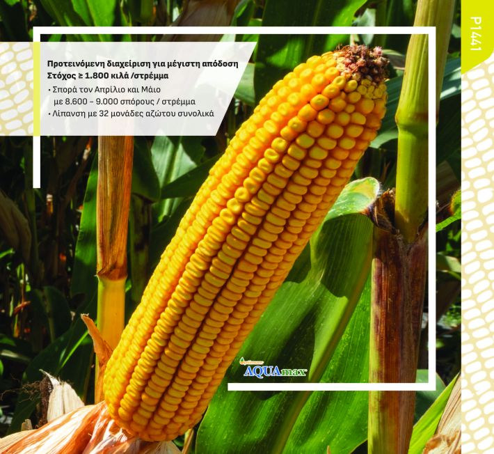 Big_Corn_Catalog_FINAL_08.01_Page_11
