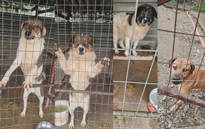 c2c158b0-8a12-4e82-874e-e0f650e5ec76