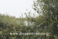 alexandriamou_kitoudhs0032
