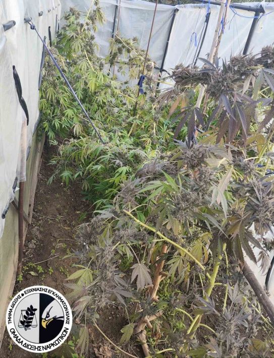 1h-kannavi-pella 1h-kannavi-pella