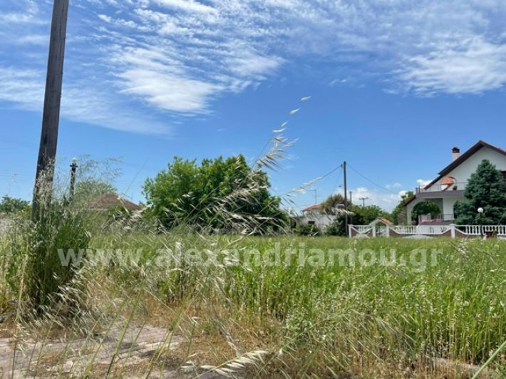 alexandriamou.gr_trikala_plateia8.5004