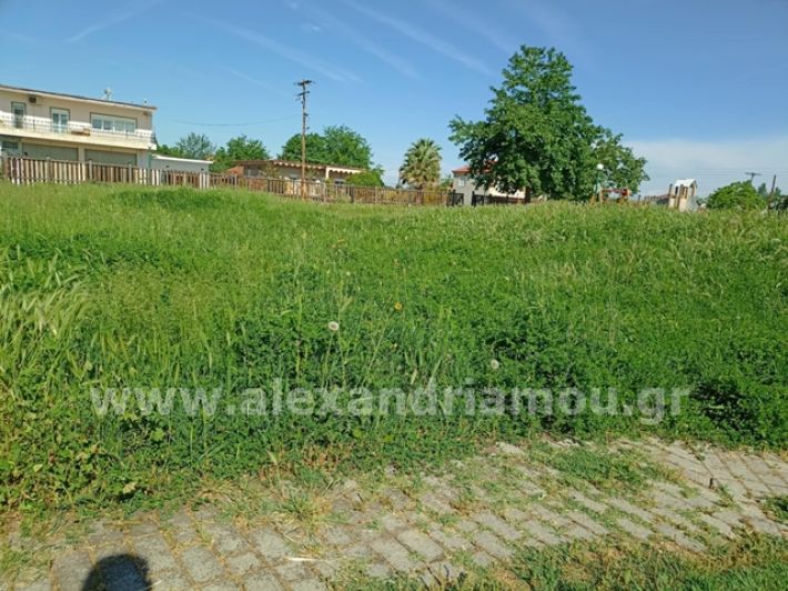 alexandriamou.gr_trikala_plateia8.5006
