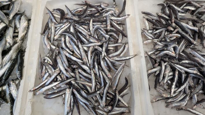 PXL_20251203_064248007.MP