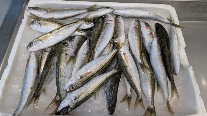 PXL_20251203_064254925.MP