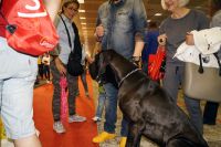 alexandriamou_zoes_dog_festival47