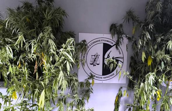 52χρονος καλλιεργούσε χασισόδεντρα μέσα σε χωράφια με καλαμπόκια