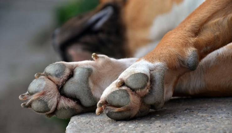 &Alpha;&pi;&omicron;&tau;&rho;&omicron;&pi;&iota;&alpha;&sigma;&mu;ό&sigmaf; &gamma;&iota;&alpha; &pi;&epsilon;&rho;&iota;&sigma;&tau;&alpha;&tau;&iota;&kappa;ό &theta;&alpha;&nu;ά&tau;&omega;&sigma;&eta;&sigmaf; &alpha;&delta;έ&sigma;&pi;&omicron;&tau;&omicron;&upsilon; &zeta;ώ&omicron;&upsilon; &mu;&epsilon; &phi;ό&lambda;&alpha; - &Mu;&eta;&nu;ύ&sigma;&epsilon;&iota;&sigmaf; &kappa;&alpha;&tau;ά &alpha;&gamma;&nu;ώ&sigma;&tau;&omega;&nu; &alpha;&pi;ό &tau;&omicron;&nu; &Delta;ή&mu;&omicron; &Nu;ά&omicron;&upsilon;&sigma;&alpha;&sigmaf;