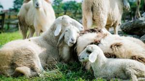 Πάνω από 43O.OOO πρόβατα θανατώθηκαν στη χώρα λόγω ευλογιάς