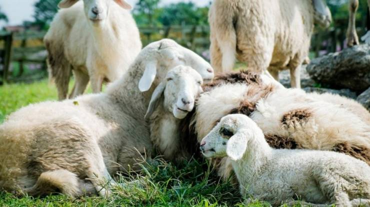 Πάνω από 43O.OOO πρόβατα θανατώθηκαν στη χώρα λόγω ευλογιάς