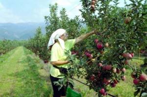 ΥΠΑΑΤ: Πότε θα ανακοινώσει τα μέτρα στήριξης των μηλοπαραγωγών