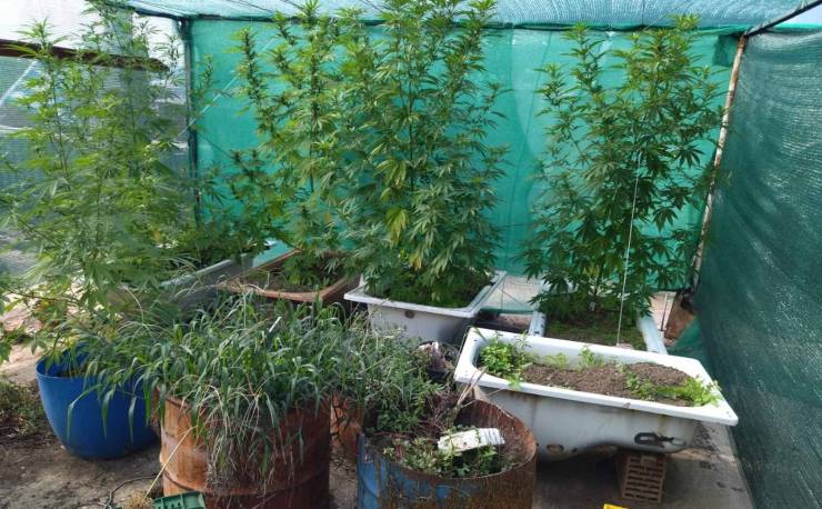 Νάουσα: 44χρονος καλλιεργούσε δενδρύλλια κάνναβης σε μπανιέρες στην ταράτσα του σπιτιού του