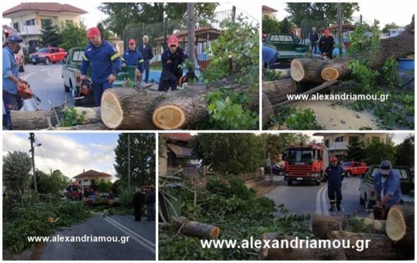 Τεράστια λεύκα έπεσε ρίχνοντας περίφραξη σχολείου και οικίας(φωτο)