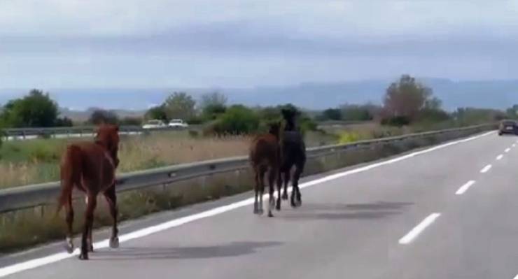 Άλογα στην Εγνατία οδό στο ύψος του Κλειδίου