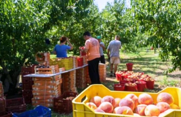 Οι 8 προτάσεις της Διεπαγγελματικής Οργάνωσης Πυρηνoκάρπων για τους εποχικούς εργάτες γης