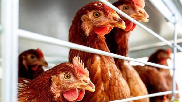 &quot;Καμπανάκι&quot; στην Κεντρική Μακεδονία λόγω αυξημένου κινδύνου γρίπης των πτηνών