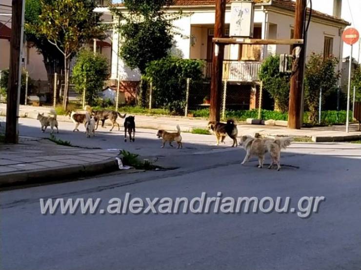 600.000 ευρώ για τη βελτίωση καταφυγίων αδέσποτων ζώων από τον ΥπΑΑΤ, Μάκη Βορίδη - Το ποσό που θα πάρει ο δήμος Αλεξάνδρειας