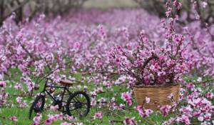 1&eta; &Gamma;&iota;&omicron;&rho;&tau;ή &tau;&eta;&sigmaf; Ά&nu;&omicron;&iota;&xi;&eta;&sigmaf;: &Alpha;&nu;&theta;&iota;&sigma;&mu;έ&nu;&epsilon;&sigmaf; &Rho;&omicron;&delta;&alpha;&kappa;&iota;&nu;&iota;έ&sigmaf; &sigma;&tau;&omicron;&nu; &Rho;&omicron;&upsilon;&mu;&lambda;&omicron;&upsilon;&kappa;&iota;ώ&tau;&iota;&kappa;&omicron; &Kappa;ά&mu;&pi;&omicron; &tau;&eta;&nu; &Kappa;&upsilon;&rho;&iota;&alpha;&kappa;ή 15 &Mu;&alpha;&rho;&tau;ί&omicron;&upsilon;