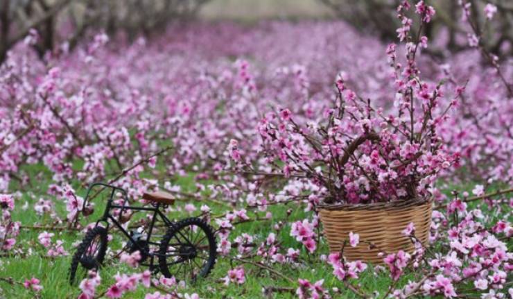 1&eta; &Gamma;&iota;&omicron;&rho;&tau;ή &tau;&eta;&sigmaf; Ά&nu;&omicron;&iota;&xi;&eta;&sigmaf;: &Alpha;&nu;&theta;&iota;&sigma;&mu;έ&nu;&epsilon;&sigmaf; &Rho;&omicron;&delta;&alpha;&kappa;&iota;&nu;&iota;έ&sigmaf; &sigma;&tau;&omicron;&nu; &Rho;&omicron;&upsilon;&mu;&lambda;&omicron;&upsilon;&kappa;&iota;ώ&tau;&iota;&kappa;&omicron; &Kappa;ά&mu;&pi;&omicron; &tau;&eta;&nu; &Kappa;&upsilon;&rho;&iota;&alpha;&kappa;ή 15 &Mu;&alpha;&rho;&tau;ί&omicron;&upsilon;