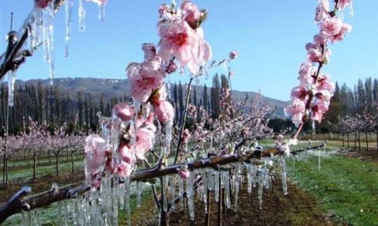 Έως και την Τετάρτη 18 Μαΐου παρατείνεται η υποβολή δηλώσεων ζημιάς για τον παγετό της 21ης Μαρτίου από τους παραγωγούς της τ.κ. Καμποχωρίου